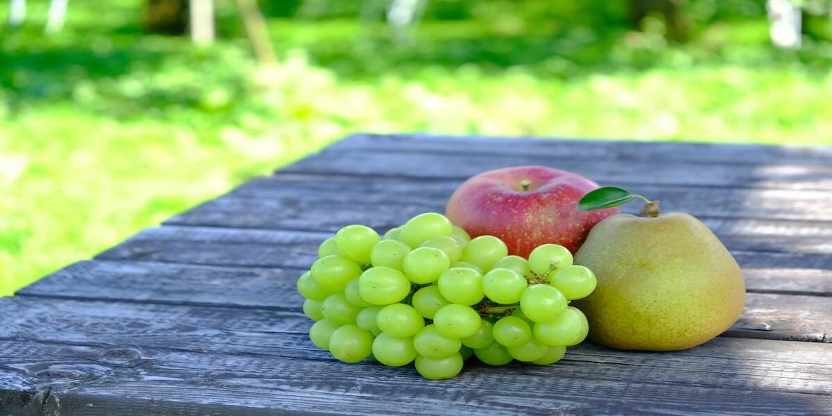 上山観光フルーツ園で西洋梨狩り体験