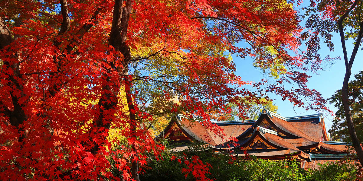 京都「洛中・洛西」のおすすめ紅葉名所2025～北野天満宮など～
