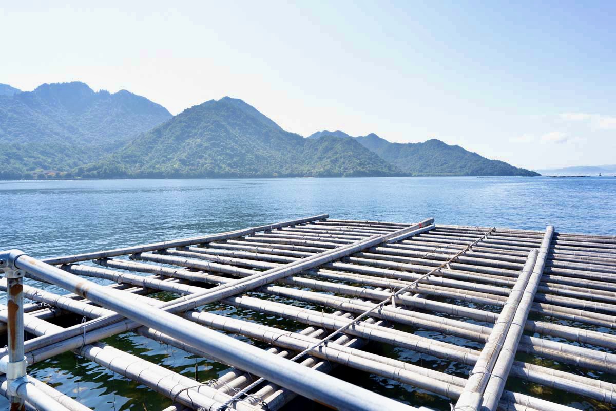 牡蠣を養殖する牡蠣筏（かきいかだ）