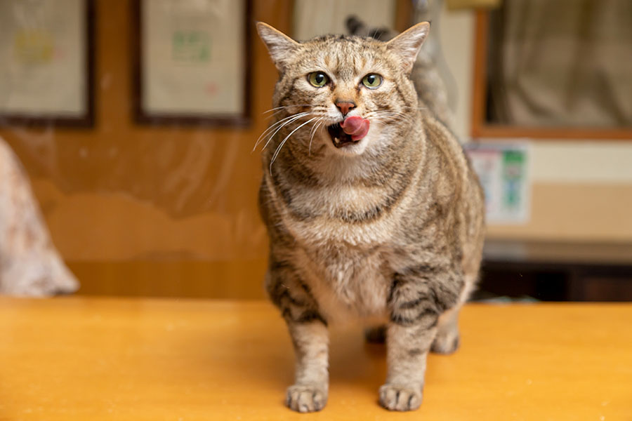 看板猫の灰灰（フェイフェイ）