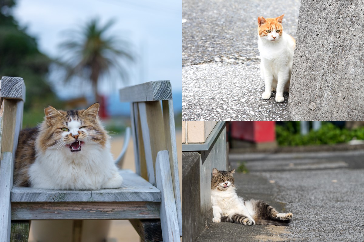 画像提供：佐伯市観光協会（写真左、右下）