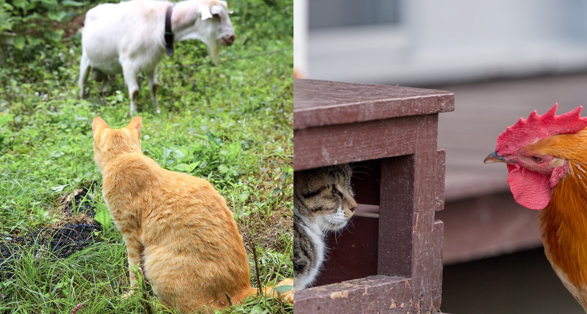 画像提供：佐伯市観光協会（写真右）