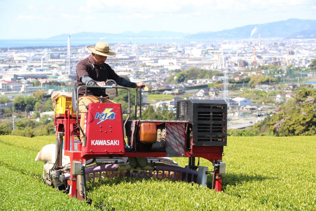 茶葉の収穫をする茶レンジャーのメンバー