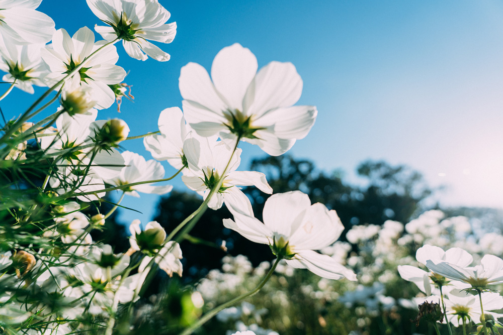 トラベルフォトグラファー・もろんのんがご案内！奈良・かつらぎで撮って遊ぶ、癒しの休日