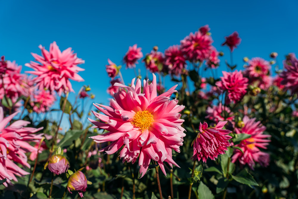 トラベルフォトグラファー・もろんのんがご案内！奈良・かつらぎで撮って遊ぶ、癒しの休日