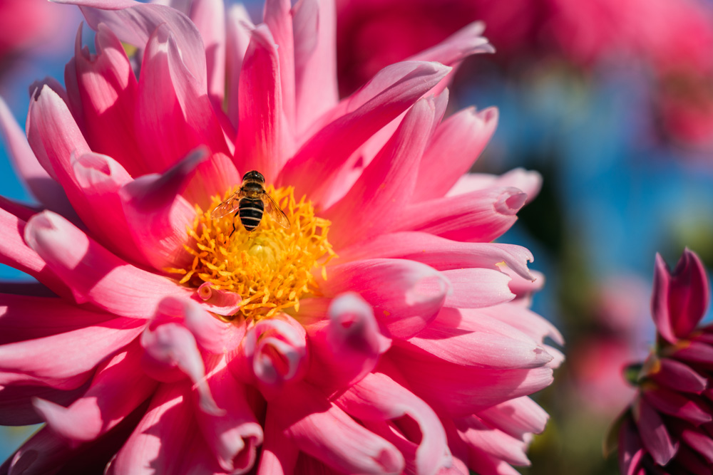 トラベルフォトグラファー・もろんのんがご案内！奈良・かつらぎで撮って遊ぶ、癒しの休日