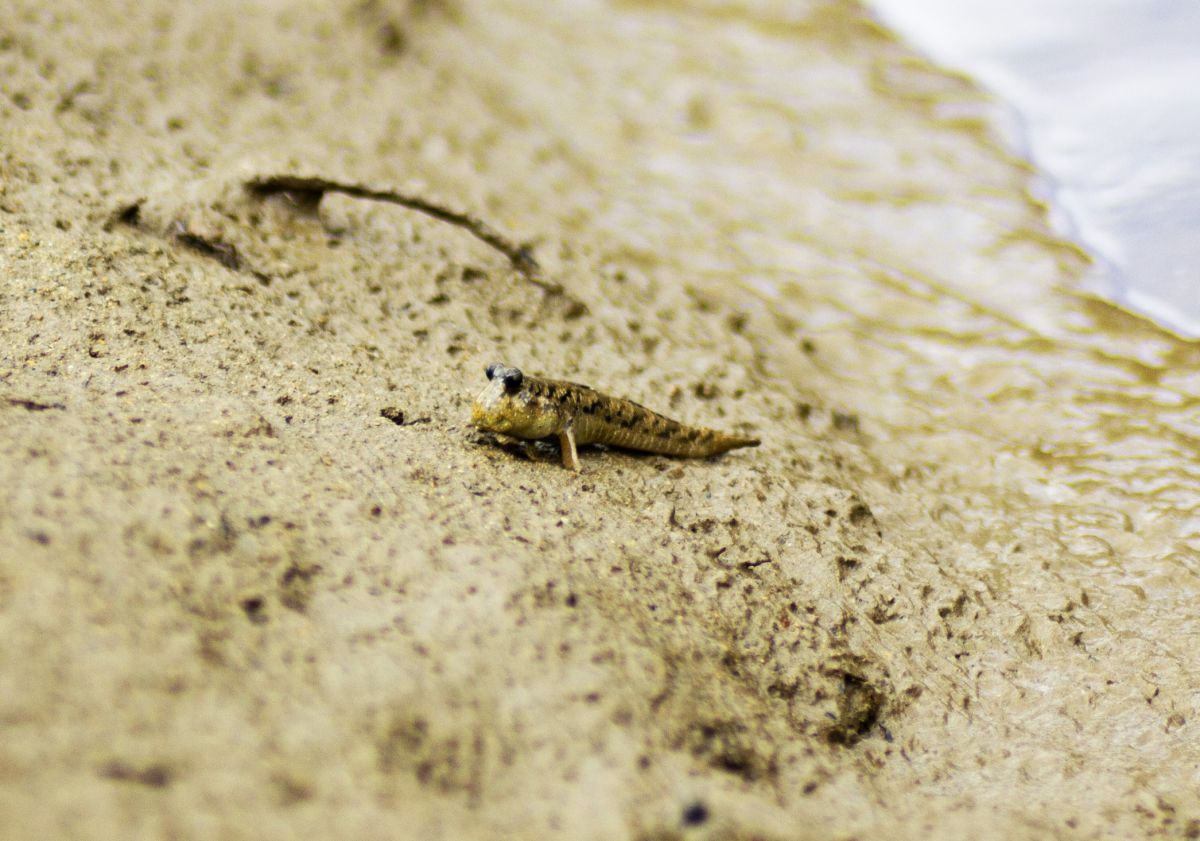 ミナミトビハゼ