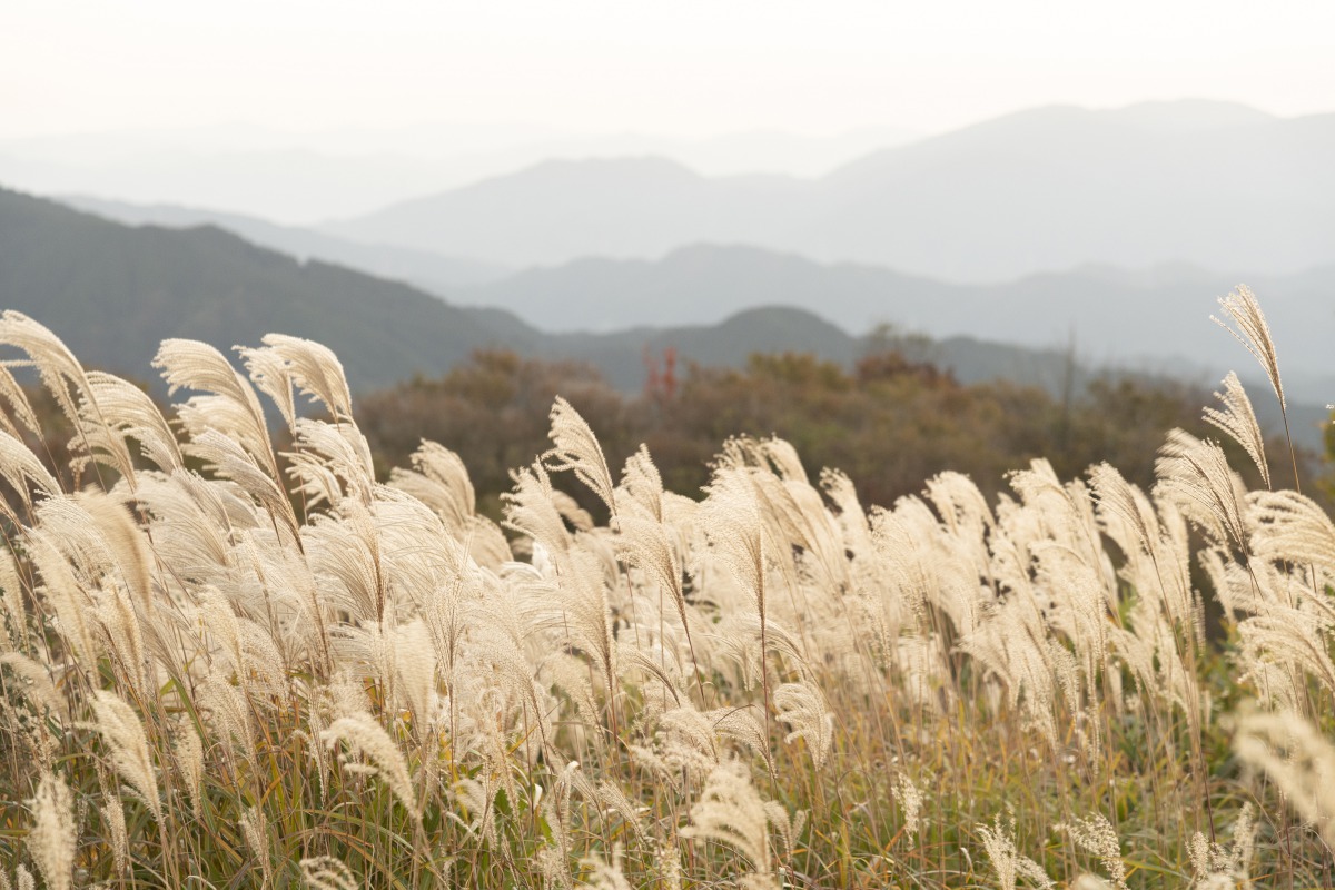 奈良・かつらぎ で心が動いた“映え”フォトを大募集!フォトコンテスト開催のお知らせ