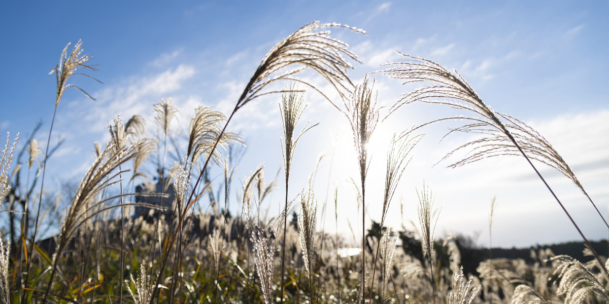 【奈良・かつらぎ】すてきスポット10選！癒しのプチトリップはいかが？