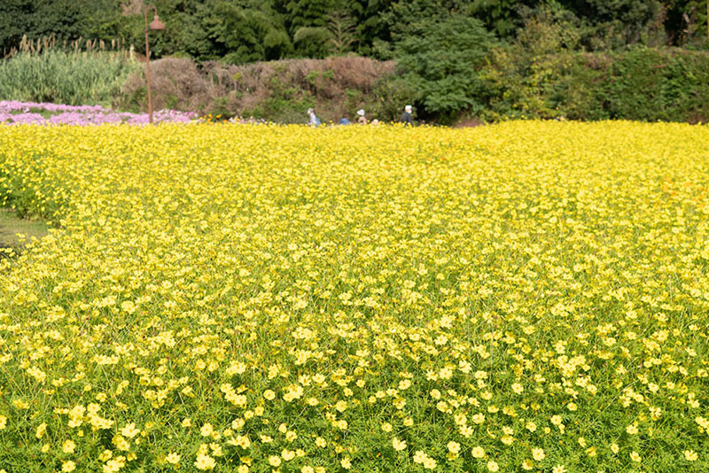 【奈良・かつらぎ】すてきスポット10選!癒しのプチトリップはいかが?
