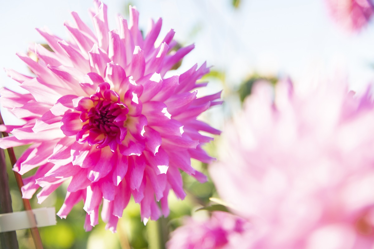 【奈良・かつらぎ】すてきスポット10選!癒しのプチトリップはいかが?