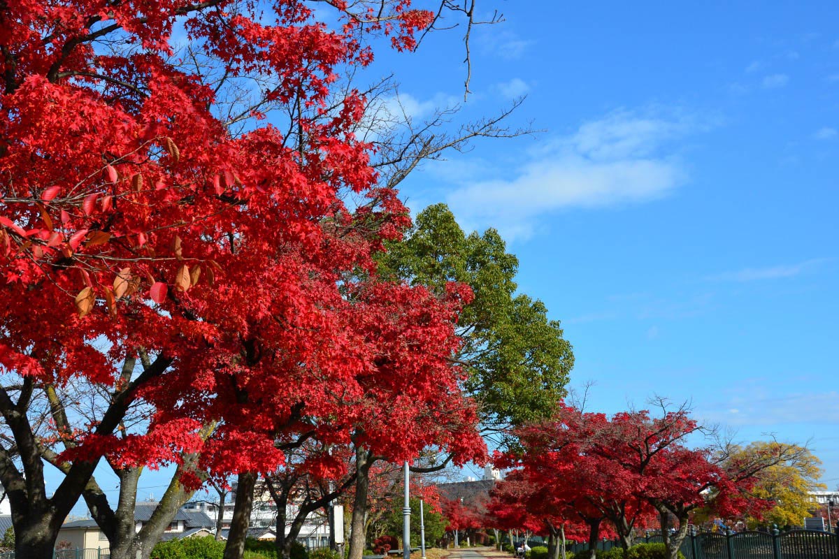 【奈良・かつらぎ】すてきスポット10選!癒しのプチトリップはいかが?