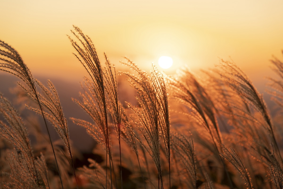 【奈良・かつらぎ】すてきスポット10選!癒しのプチトリップはいかが?