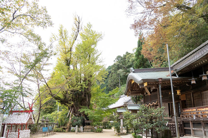 【奈良・かつらぎ】すてきスポット10選!癒しのプチトリップはいかが?