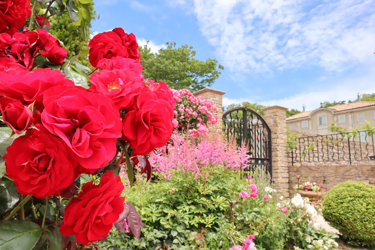 写真提供：星の王子さまミュージアム 箱根サン=テグジュペリ
