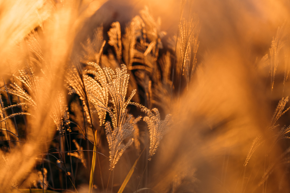 トラベルフォトグラファー・もろんのんがご案内！奈良・かつらぎで撮って遊ぶ、癒しの休日