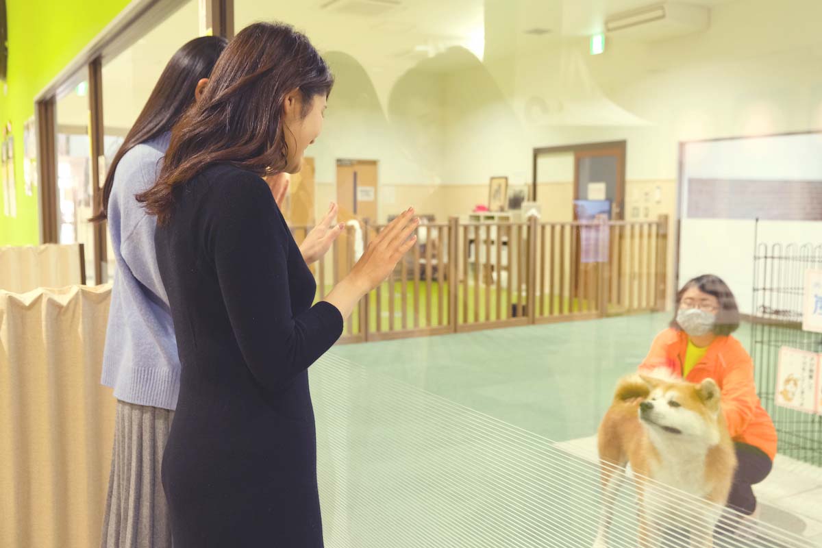ガラス越しに対面できる秋田犬展示室