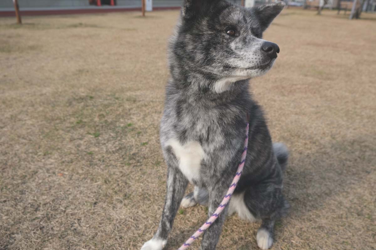 JR大館駅観光駅長も務める誉（ほまれ）