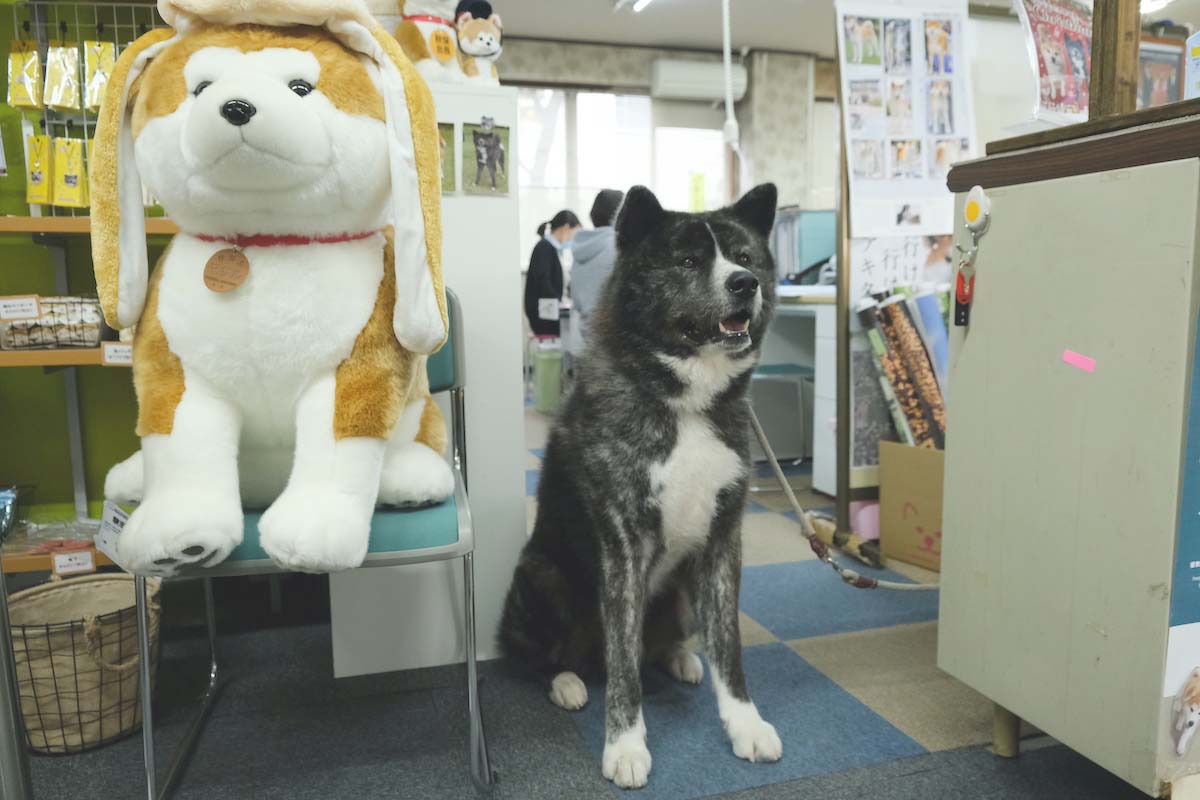 事務所に飼い主と出勤する