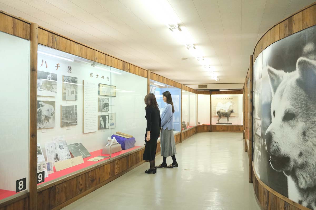 2・3階の博物室では秋田犬に関する史料を見られる