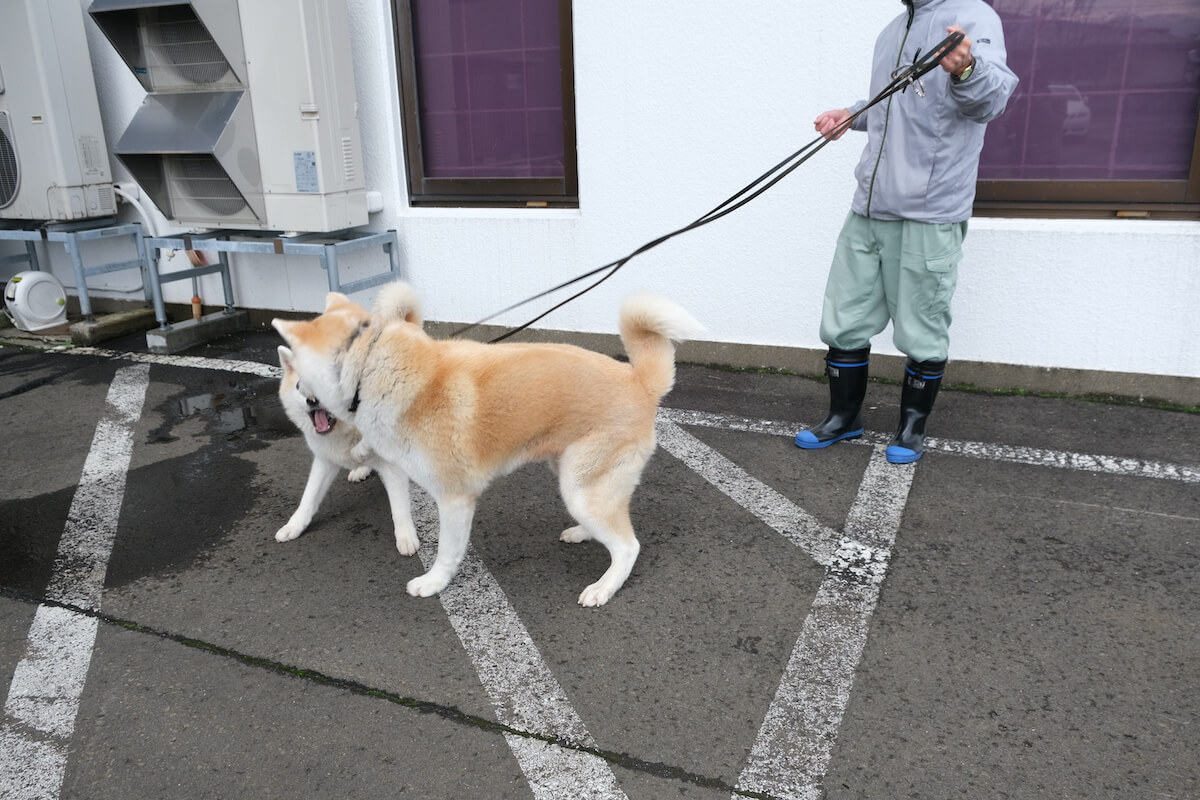 じゃれあう二頭
