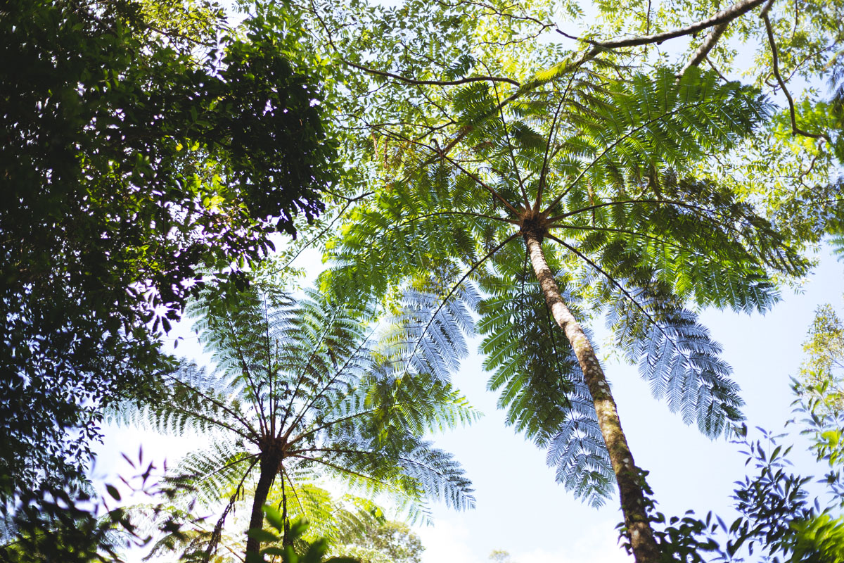 奄美大島「金作原」の森林散策で世界自然遺産の魅力を堪能！