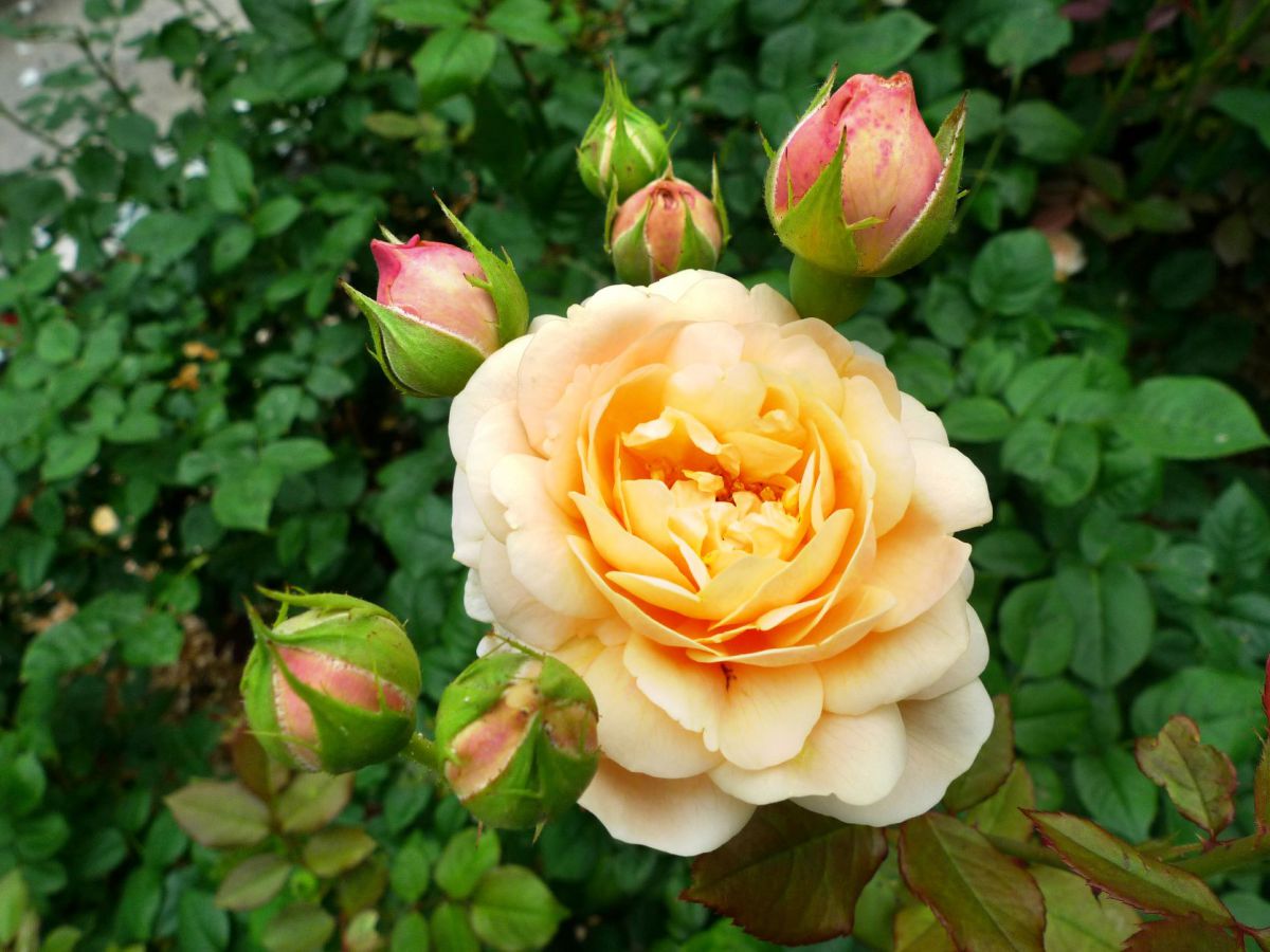 アンブリッジローズ