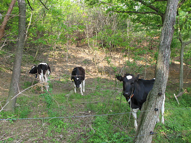 弓削牧場 YUGE FARM
