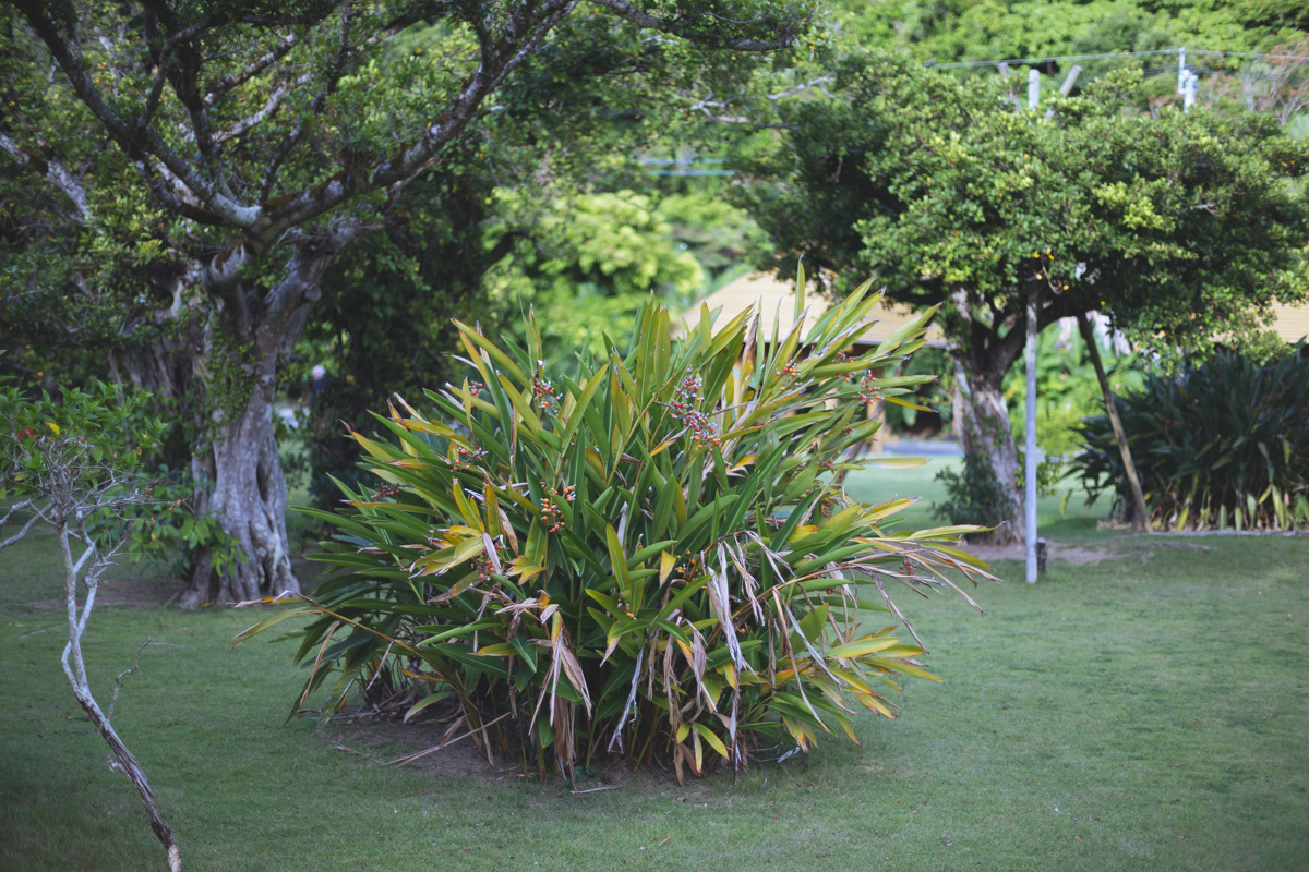 亜熱帯性の多彩な植樹