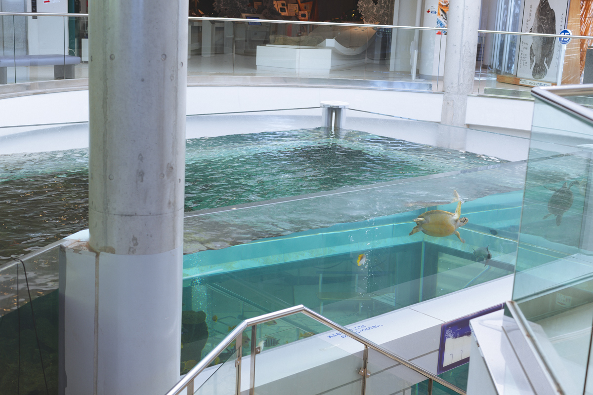 大水槽を水面から覗く