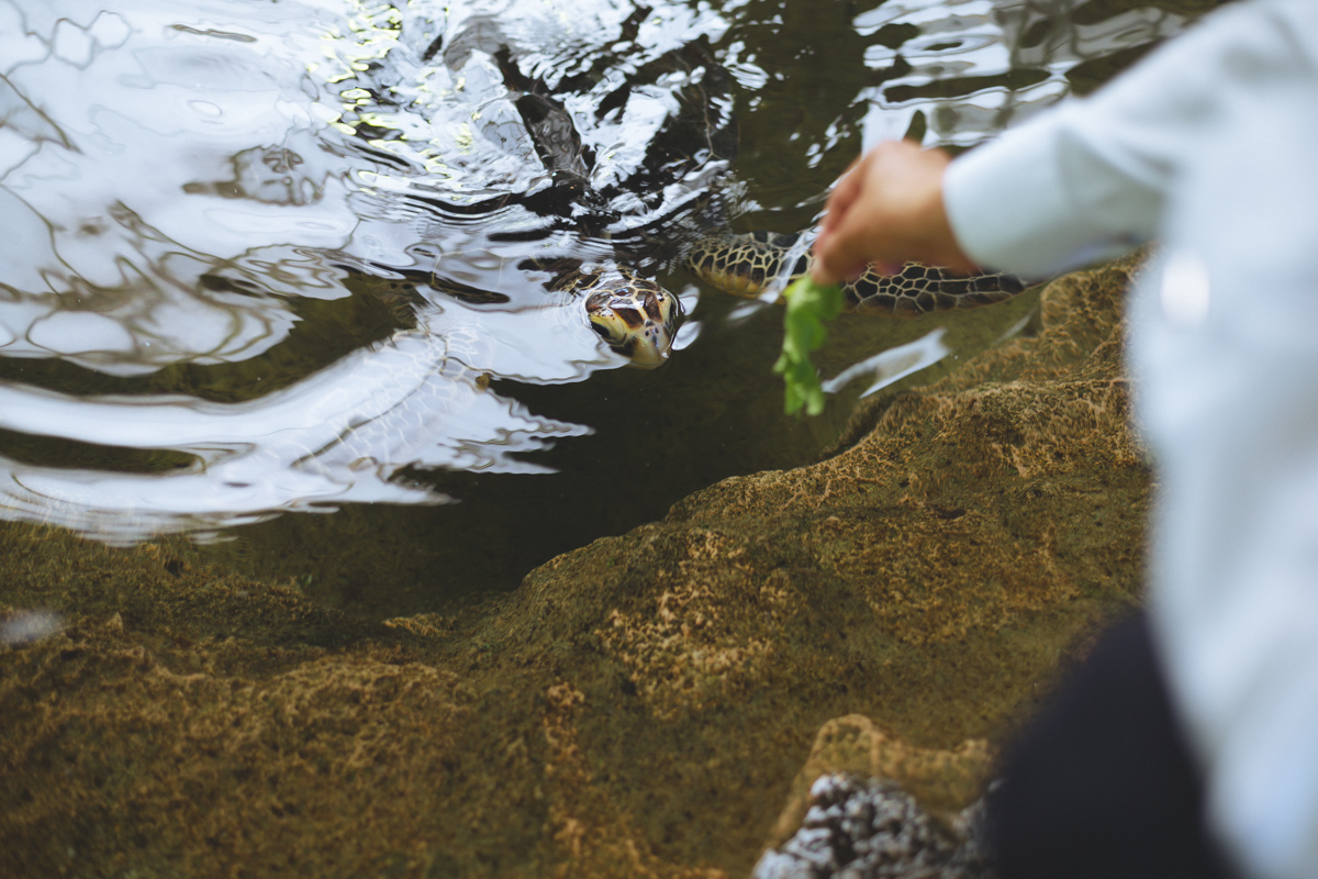 アオウミガメがやってきて…