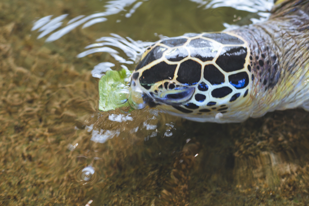 エサをぱくり！
