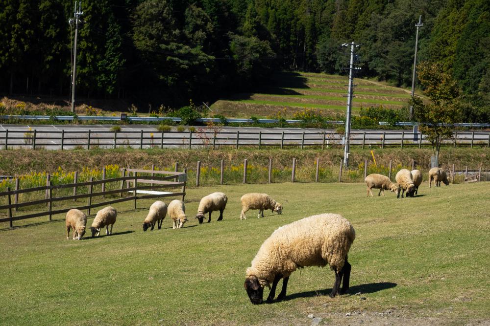 ローザンベリー多和田
