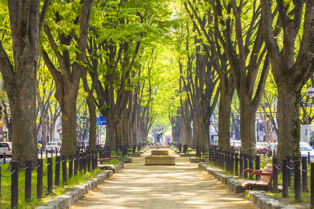 せんだいメディアテークのある定禅寺通り（写真提供：仙台観光国際協会）