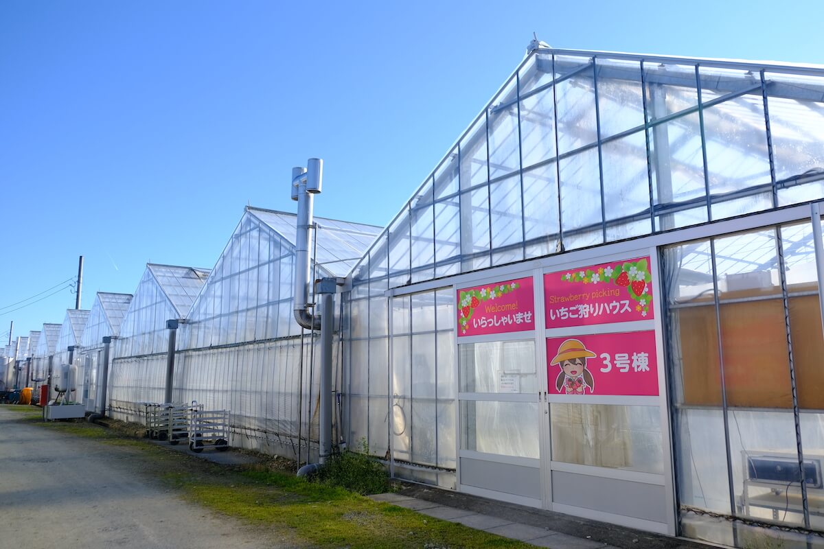いちご狩りハウス