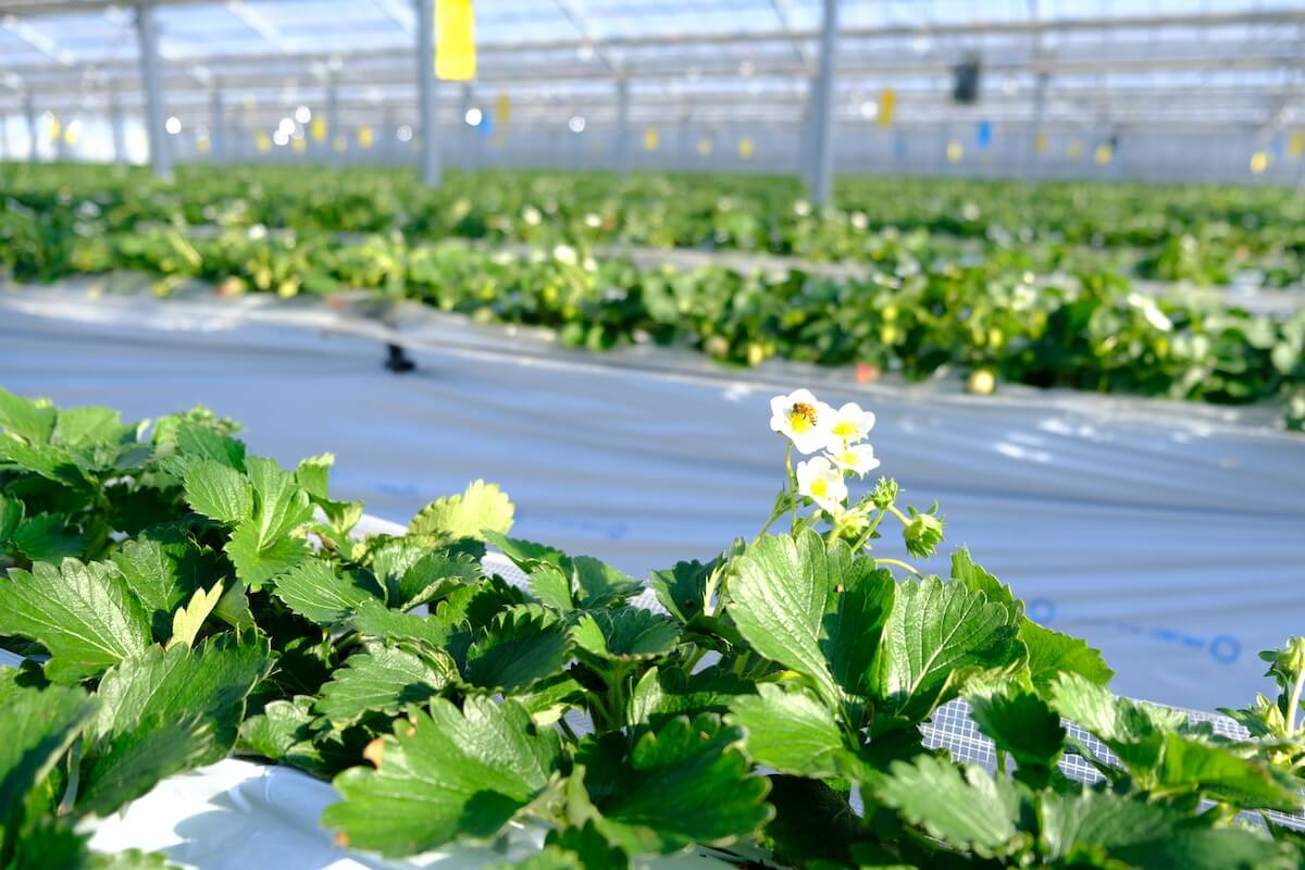 いちごの受粉には欠かせないミツバチ