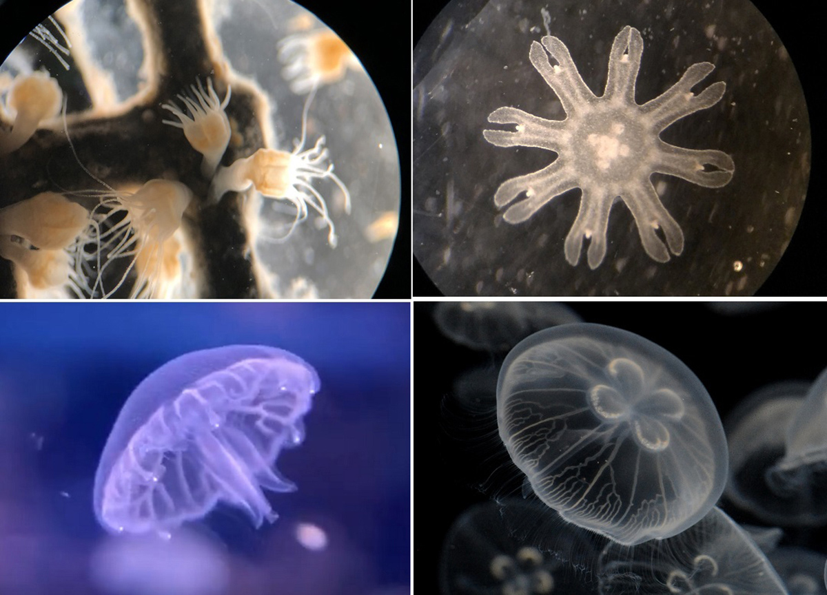 クラゲのランプで心温もる。「京都水族館」で「ふゆ恋すいぞくかん」が始まります