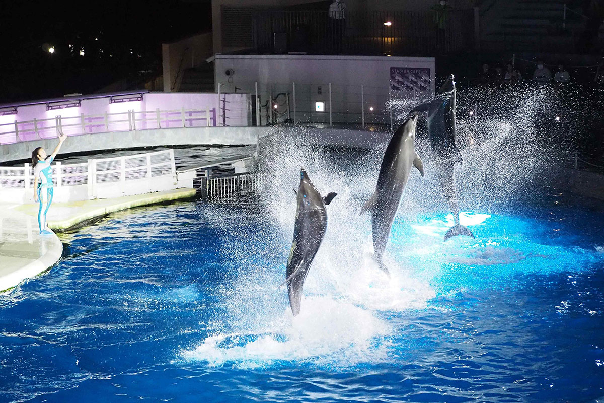 クラゲのランプで心温もる。「京都水族館」で「ふゆ恋すいぞくかん」が始まります