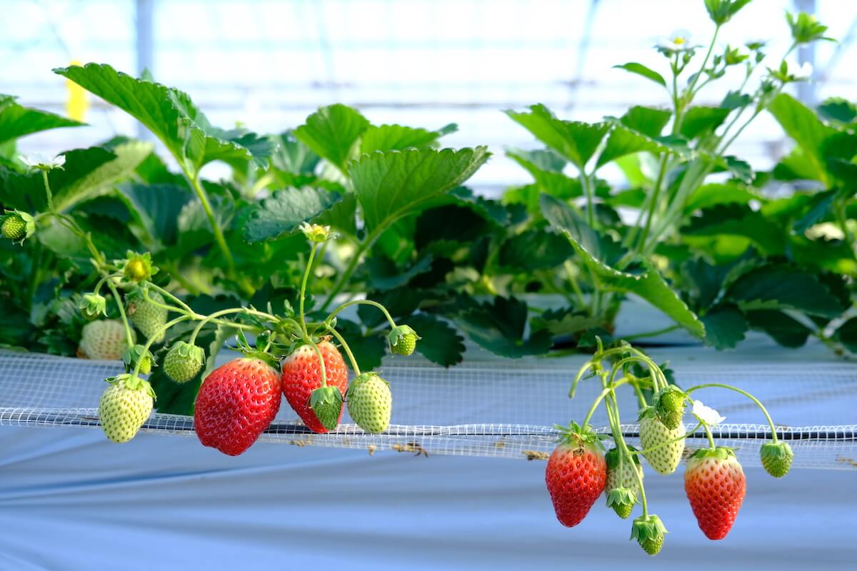 色づくニコニコベリー