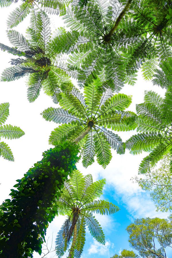 ヒカゲヘゴは、1億年以上前に誕生し、生きた化石ともいわれる植物