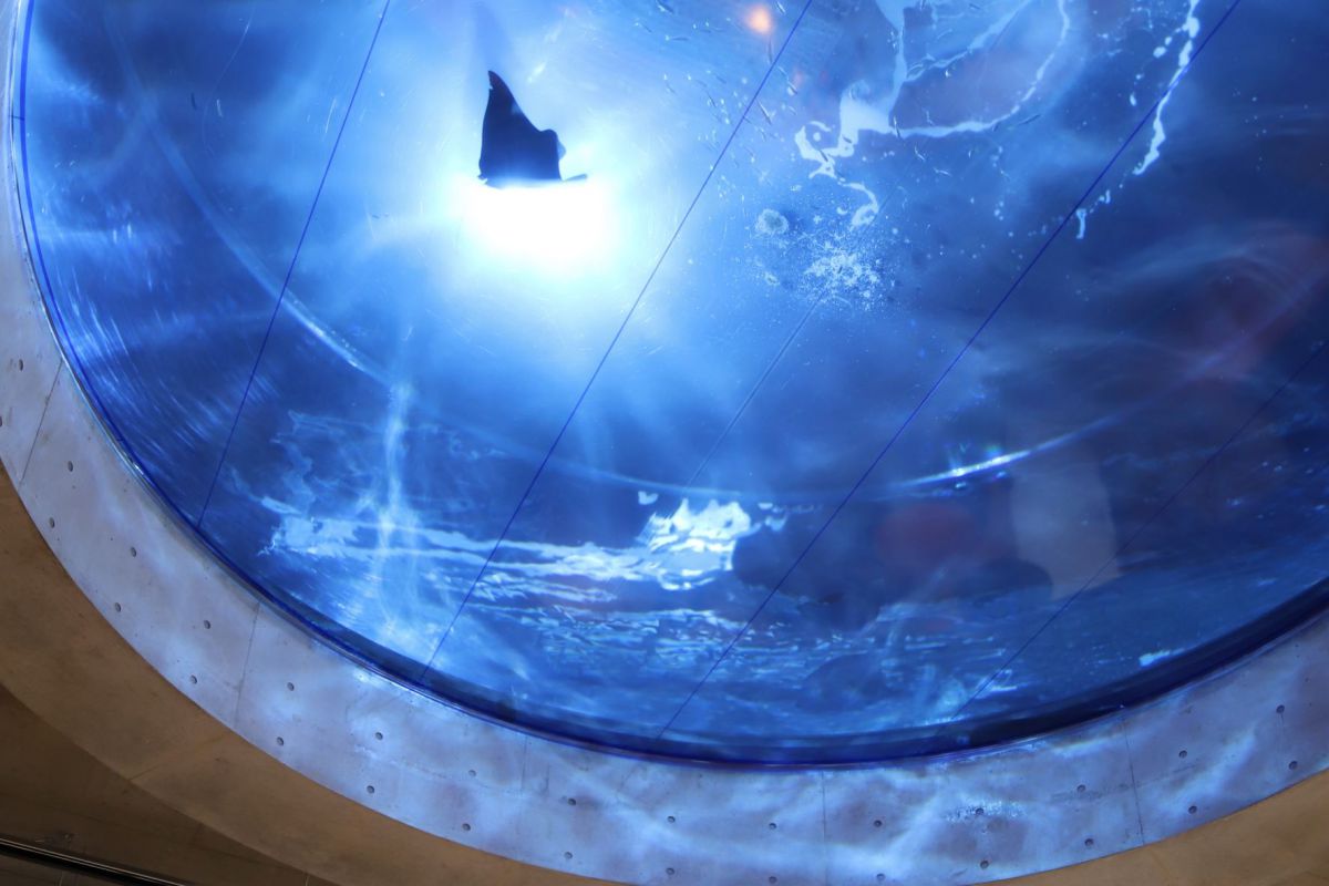 【徹底紹介】神戸最大級のフードホール「TOOTH TOOTH MART FOOD HALL&NIGHT FES(トゥース トゥース マート フードホールアンドナイト フェス)」に行ってきた!見上げると水槽⁉