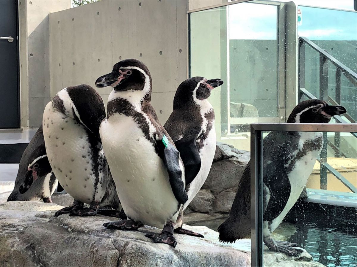 神戸にオープンした劇場型アクアリウム「átoa(アトア)」のカフェで癒されまくり!アートな水族館と合わせて徹底レポート!