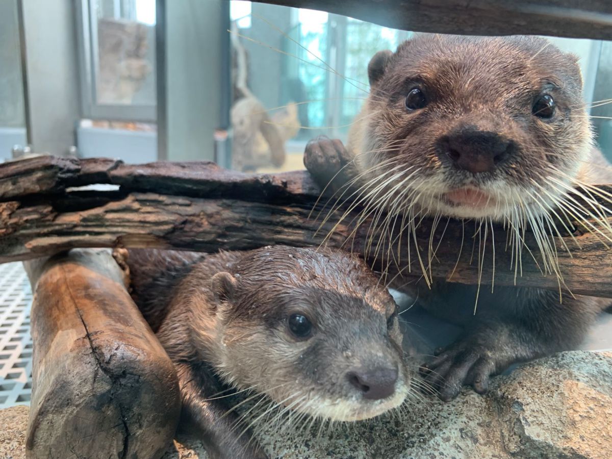 神戸にオープンした劇場型アクアリウム「átoa(アトア)」のカフェで癒されまくり!アートな水族館と合わせて徹底レポート!