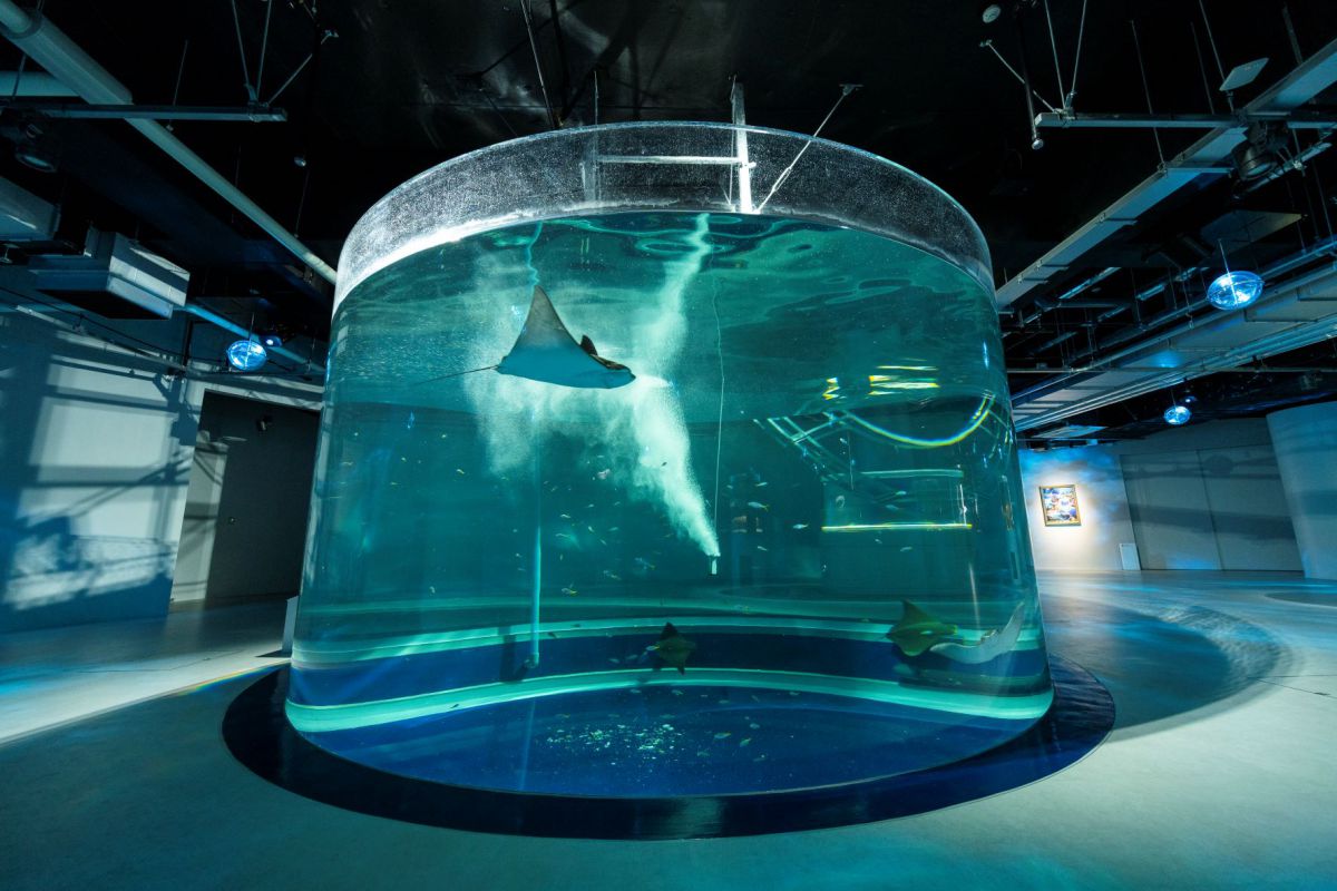 神戸にオープンした劇場型アクアリウム「átoa(アトア)」のカフェで癒されまくり!アートな水族館と合わせて徹底レポート!