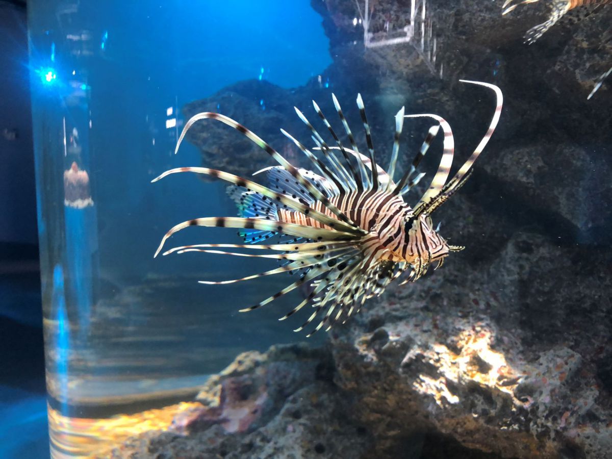 神戸にオープンした劇場型アクアリウム「átoa(アトア)」のカフェで癒されまくり!アートな水族館と合わせて徹底レポート!