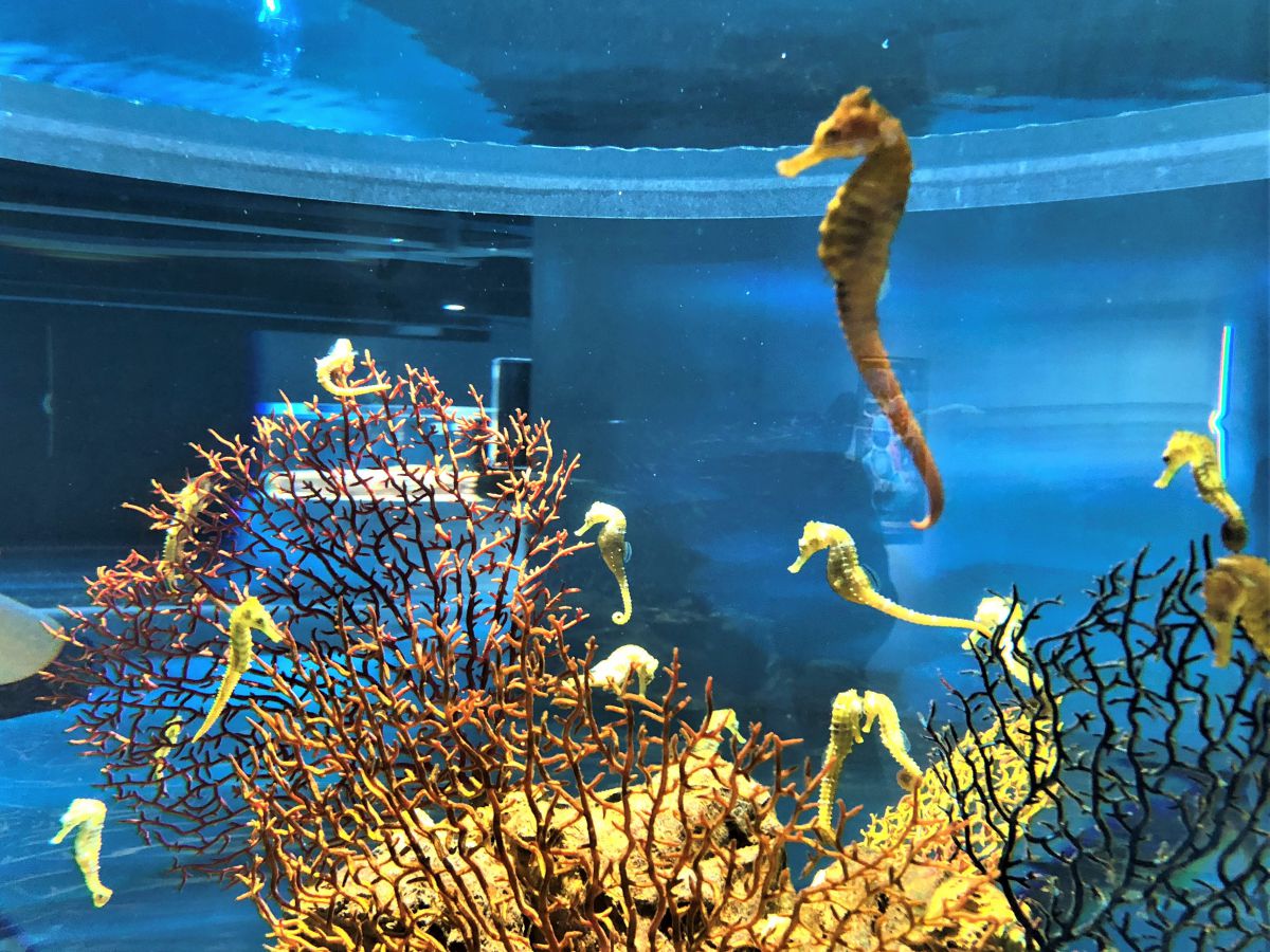 神戸にオープンした劇場型アクアリウム「átoa(アトア)」のカフェで癒されまくり!アートな水族館と合わせて徹底レポート!