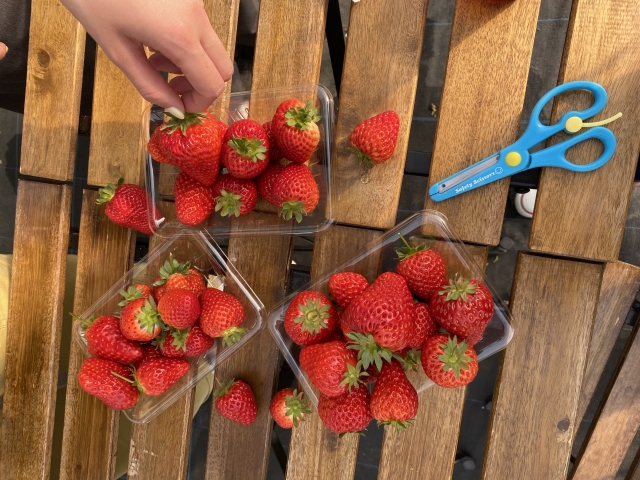 和歌山のいちご狩りおすすめスポット（2025年最新版） 安くて人気の食べ放題もご紹介！