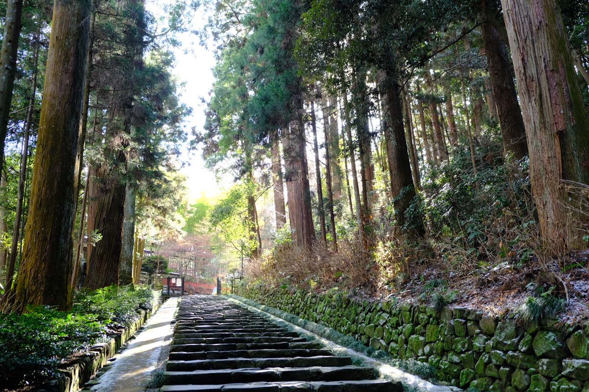 杉木立に囲まれた厳かな空気に包まれる