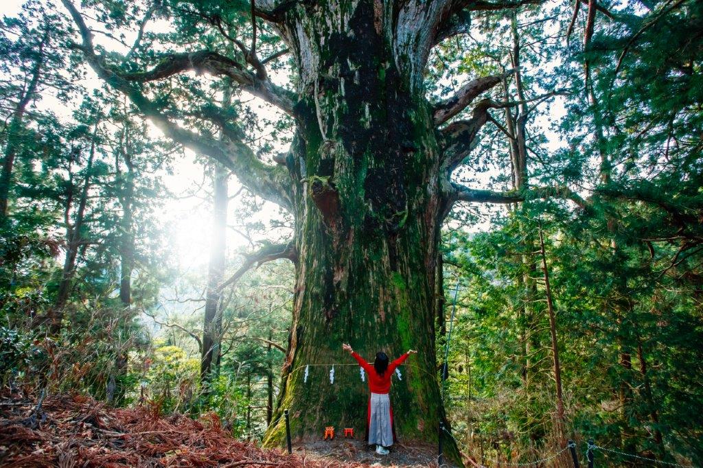 春埜杉の大きさを伝えるため、許可を得て根本に立ち撮影