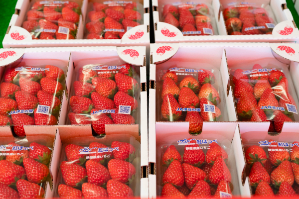 お持ち帰り用いちご1パック850円～